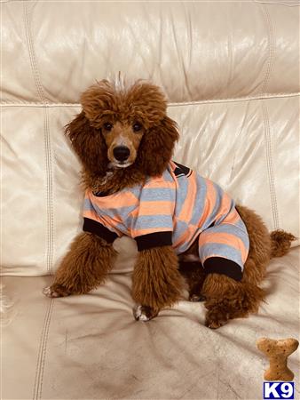 Labradoodleday Picture 3